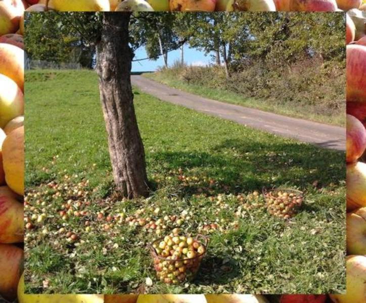 Ferienwohnungen Zeltnerhof Breitenbrunn  エクステリア 写真